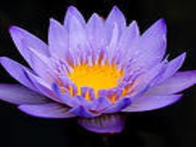 谁家花卉交易群聊名字取得这么全，连苗木批发都照顾到了