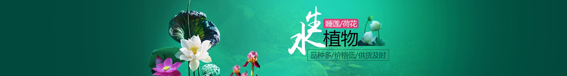 苗木培育课件视频，很多人第一步就错了