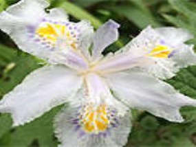 跑了几趟山里才搞明白，野生菌菌种培育技术到底有哪些